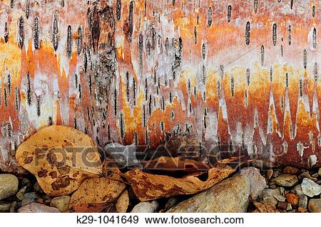 Stock Photo - Fallen white birch log Betula papyrifera showing bark and lenticels. Fotosearch