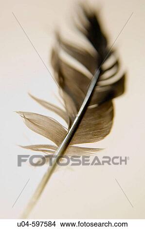 Falling feather View Large Photo Image Picture - Falling feather. Fotosearch