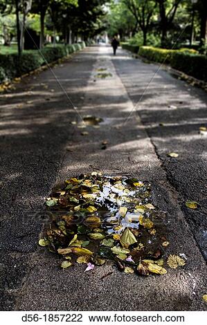 falling leaves, Jardines del Real, Valencia, Spain View Large Photo Image Stock Image - falling leaves, Jardines del Real, Valencia, Spain. Fotosearch