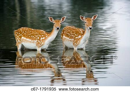 Fallow Deer Cervus dama Does bathing in lake View Large Photo Image Stock Photography - Fallow Deer Cervus dama Does bathing in lake. Fotosearch