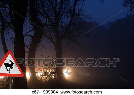 Picture - Fallow deer crossing rural road through Berkhamsted Common Herts UK Dusk. Fotosearch