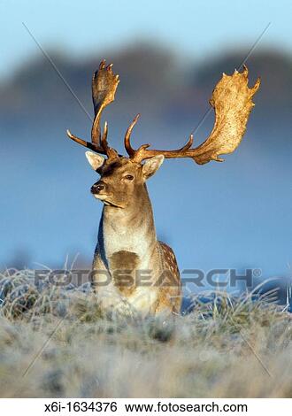 Stock Photograph - Fallow Deer Dama dama, Buck Alert during the Rut, Royal Deer Park, Klampenborg, Copenhagen, Sjaelland, Denmark. Fotosearch