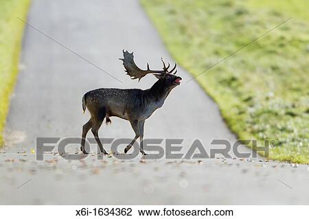 Fallow Deer Dama dama, Buck Roaring and Crossing Road, Royal Deer Park, Klampenborg, Copenhagen, Sjaelland, Denmark View Large Photo Image Stock Image - Fallow Deer Dama dama, Buck Roaring and Crossing Road, Royal Deer Park, Klampenborg, Copenhagen, Sjaelland, Denmark. Fotosearch