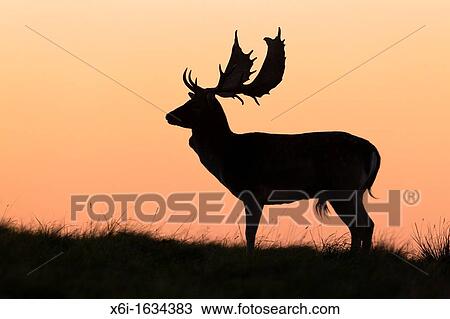 Stock Image - Fallow Deer Dama dama, Buck standing on Horizon at Dusk, during the Rut, Royal Deer Park, Klampenborg, Copenhagen, Sjaelland, Denmark. Fotosearch