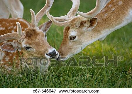 Fallow Deer (Dama dama). Bucks in velvet. View Large Photo Image Stock Photo - Fallow Deer (Dama dama). Bucks in velvet.. Fotosearch