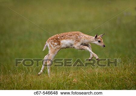 Fallow Deer (Dama dama). Fawn running. View Large Photo Image Stock Photo - Fallow Deer (Dama dama). Fawn running.. Fotosearch