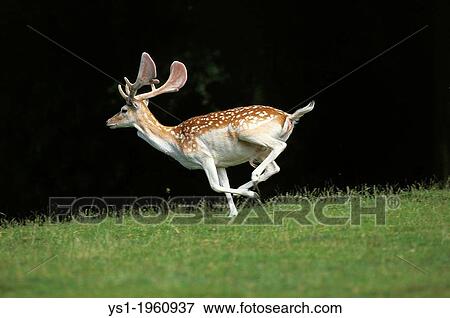 Fallow Deer, dama dama, Male running, Europe View Large Photo Image Stock Photo - Fallow Deer, dama dama, Male running, Europe. Fotosearch