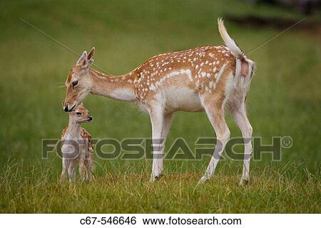 Fallow Deer (Dama dama) View Large Photo Image Stock Photograph - Fallow Deer (Dama dama). Fotosearch