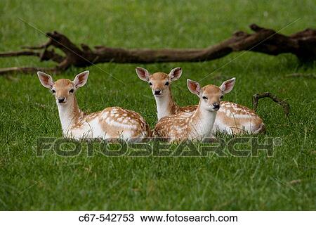 Fallow Deers (Cervus dama). Three Fawns View Large Photo Image Stock Image - Fallow Deers (Cervus dama). Three Fawns. Fotosearch