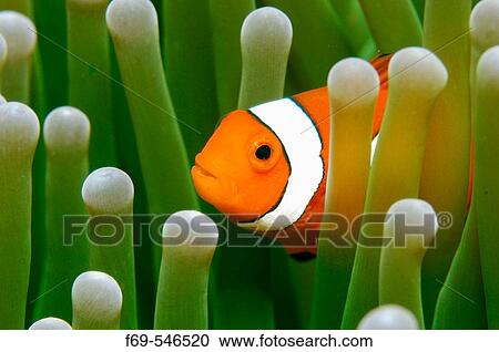 False Clown fish hiding in anenome View Large Photo Image Stock Image - False Clown fish hiding in anenome. Fotosearch