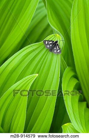 False helebore/ Corn Lily Veratrum viride View Large Photo Image Stock Photo - False helebore/ Corn Lily Veratrum viride. Fotosearch