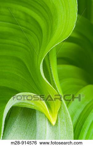 False helebore/ Corn Lily Veratrum viride View Large Photo Image Stock Photograph - False helebore/ Corn Lily Veratrum viride. Fotosearch