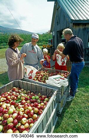Family buying organic apples. New Hampshire, USA View Large Photo Image Stock Photograph - Family buying organic apples. New Hampshire, USA. Fotosearch