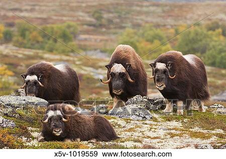 Family muskoxen expectantly. Dovrefjell National Park. Norway. Europe View Large Photo Image Stock Photo - Family muskoxen expectantly. Dovrefjell National Park. Norway. Europe. Fotosearch