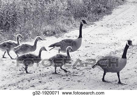 Family of Canada geese (Branta canadensis), New York, USA View Large Photo Image Stock Image - Family of Canada geese (Branta canadensis), New York, USA. Fotosearch