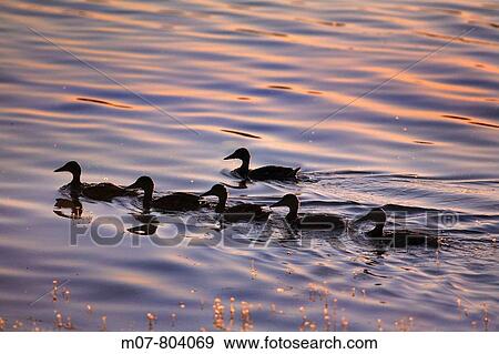Family of ducks at dusk View Large Photo Image Stock Photo - Family of ducks at dusk. Fotosearch