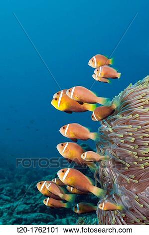 Family of endemic Maldives Anemonefish, Amphiprion nigripes, North Male Atoll, Indian Ocean, Maldives View Large Photo Image Stock Image - Family of endemic Maldives Anemonefish, Amphiprion nigripes, North Male Atoll, Indian Ocean, Maldives. Fotosearch