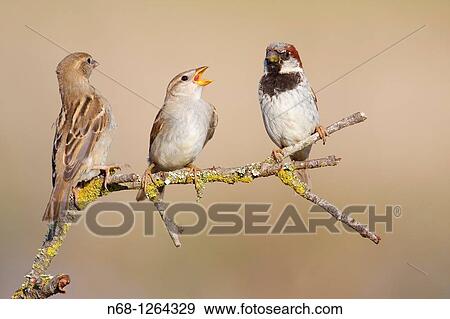 Family of House Sparrow Parus domesticus on a branch, Majorca, Spain View Large Photo Image Stock Photo - Family of House Sparrow Parus domesticus on a branch, Majorca, Spain. Fotosearch