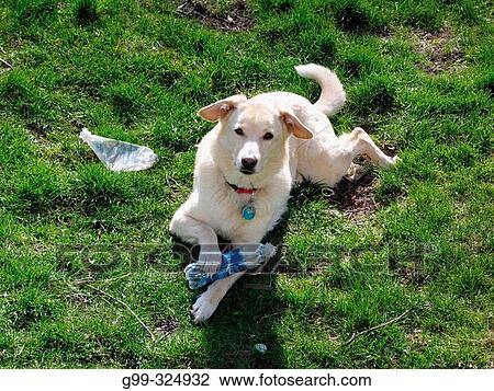 Family pet plays with a plastic water bottle at its home. Windsor. Ontario, Canada View Large Photo Image Stock Image - Family pet plays with a plastic water bottle at its home. Windsor. Ontario, Canada. Fotosearch