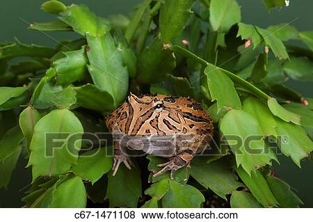 Fantasy Horned Frog Ceratophrys cornuta X cranwelli View Large Photo Image Stock Photo - Fantasy Horned Frog Ceratophrys cornuta X cranwelli. Fotosearch