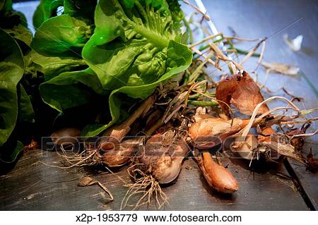 Farm and organic restaurant Le Potager du Nebbio in Orletta, Corsica, France. View Large Photo Image Stock Photo - Farm and organic restaurant Le Potager du Nebbio in Orletta, Corsica, France.. Fotosearch