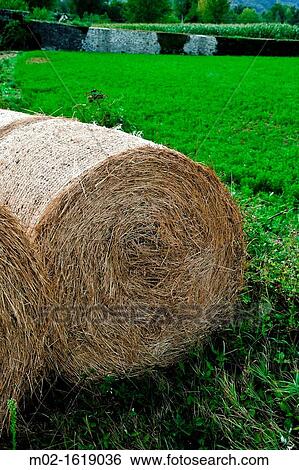 Farm detail in Tuscany, Italy View Large Photo Image Stock Photograph - Farm detail in Tuscany, Italy. Fotosearch