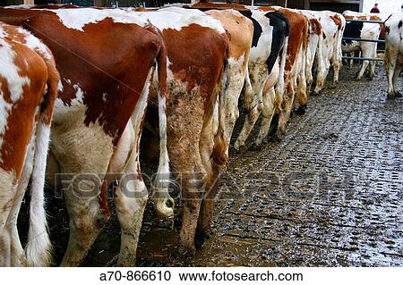 Farm, free-wheel stable (talking Holstein) View Large Photo Image Stock Image - Farm, free-wheel stable (talking Holstein). Fotosearch
