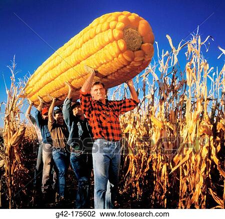 Farm hands carrying incredible ear of corn View Large Photo Image Stock Image - Farm hands carrying incredible ear of corn. Fotosearch