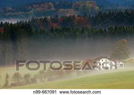 Farm in the Bavarian Forest, meadows and fog in autumn, pine forest, National Park Bayerischer Wald, Bavaria View Large Photo Image Stock Image - Farm in the Bavarian Forest, meadows and fog in autumn, pine forest, National Park Bayerischer Wald, Bavaria. Fotosearch