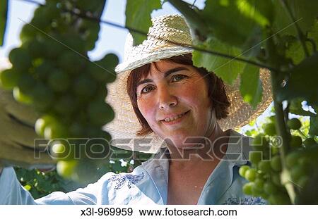 Farm woman in vineyard Alava Basque country Spain View Large Photo Image Stock Photo - Farm woman in vineyard Alava Basque country Spain. Fotosearch