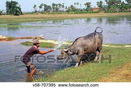 FARMER AND BUFFALO, WESTERN BARAY, ANGKOR, CAMBODIA View Large Photo Image Stock Photography - FARMER AND BUFFALO, WESTERN BARAY, ANGKOR, CAMBODIA. Fotosearch