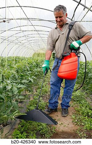 Stock Image - Farmer applying herbicide with bell sprayer. Tomato plant. Greenhouse.. Fotosearch