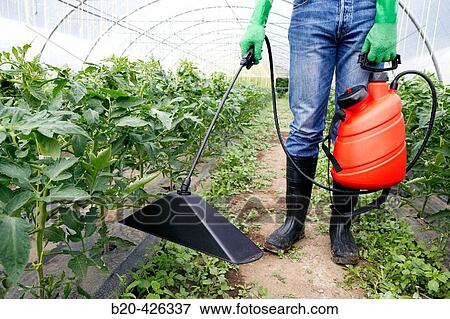 Stock Photo - Farmer applying herbicide with bell sprayer. Tomato plant. Greenhouse.. Fotosearch