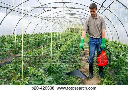 Stock Photo - Farmer applying herbicide with bell sprayer. Tomato plant. Greenhouse.. Fotosearch