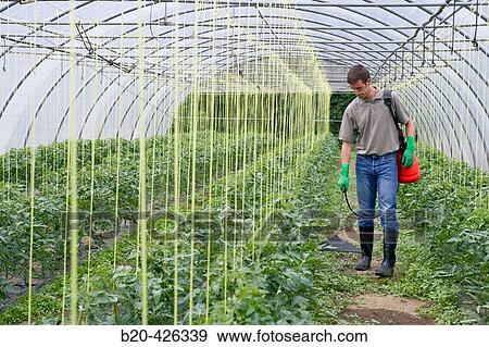 Farmer applying herbicide with bell sprayer. Tomato plant. Greenhouse. View Large Photo Image Stock Photo - Farmer applying herbicide with bell sprayer. Tomato plant. Greenhouse.. Fotosearch