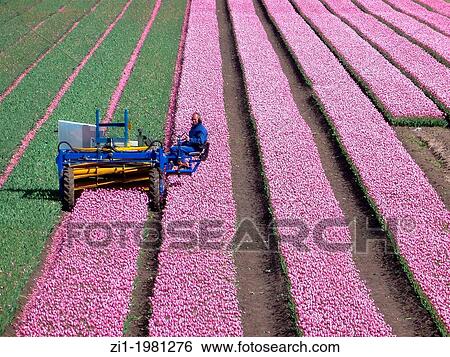 farmer at work at his tulip field in the polder the Beemster in The Netherlands View Large Photo Image Stock Photograph - farmer at work at his tulip field in the polder the Beemster in The Netherlands. Fotosearch