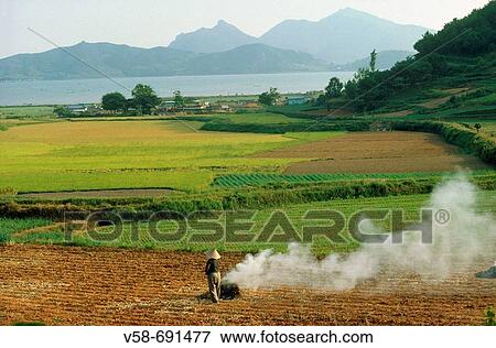 Farmer burning rice straw. Busan region, South Korea View Large Photo Image Stock Photo - Farmer burning rice straw. Busan region, South Korea. Fotosearch