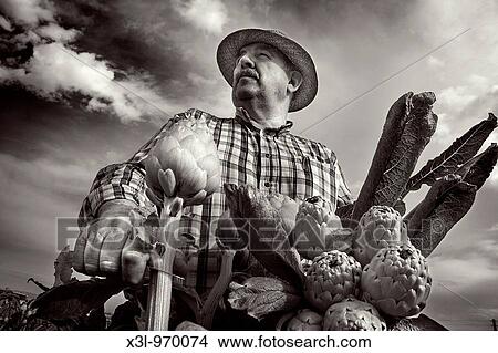 Farmer carrying artichoke Spain View Large Photo Image Picture - Farmer carrying artichoke Spain. Fotosearch