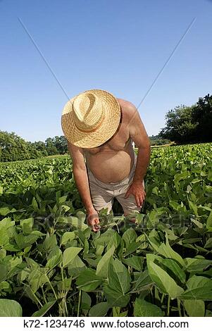 Stock Photograph - Farmer Checking Soybeans. Fotosearch