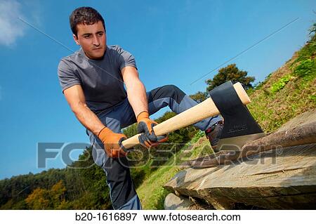 Farmer chopping wood with an ax, Axe, Agricultural and gardening hand tool, Usurbil, Gipuzkoa, Basque Country, Spain View Large Photo Image Stock Photo - Farmer chopping wood with an ax, Axe, Agricultural and gardening hand tool, Usurbil, Gipuzkoa, Basque Country, Spain. Fotosearch