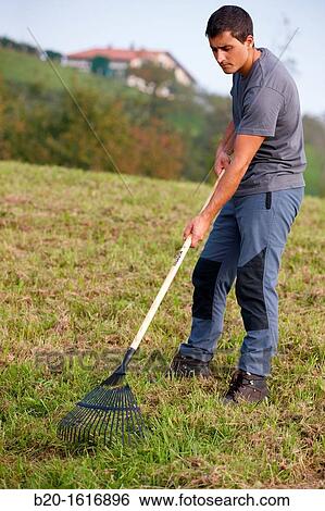 Farmer clearing lawns from grass cuttings, Lawn rakes, Agricultural and gardening hand tool, Usurbil, Gipuzkoa, Basque Country, Spain View Large Photo Image Stock Photograph - Farmer clearing lawns from grass cuttings, Lawn rakes, Agricultural and gardening hand tool, Usurbil, Gipuzkoa, Basque Country, Spain. Fotosearch