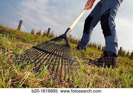 Farmer clearing lawns from grass cuttings, Lawn rakes, Agricultural and gardening hand tool, Usurbil, Gipuzkoa, Basque Country, Spain View Large Photo Image Stock Photography - Farmer clearing lawns from grass cuttings, Lawn rakes, Agricultural and gardening hand tool, Usurbil, Gipuzkoa, Basque Country, Spain. Fotosearch
