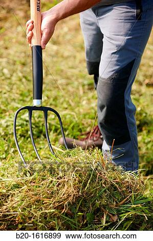 Farmer collecting grass, Fork, Agricultural and gardening hand tool, Usurbil, Gipuzkoa, Basque Country, Spain View Large Photo Image Stock Photo - Farmer collecting grass, Fork, Agricultural and gardening hand tool, Usurbil, Gipuzkoa, Basque Country, Spain. Fotosearch
