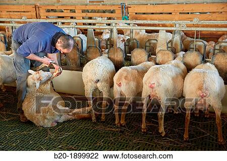 Farmer cutting the hooves of a sheep pregnant Sheep farm Latxa breed Gomiztegi Baserria, Arantzazu, Oati, Gipuzkoa, Basque Country, Spain. View Large Photo Image Stock Image - Farmer cutting the hooves of a sheep pregnant Sheep farm Latxa breed Gomiztegi Baserria, Arantzazu, Oati, Gipuzkoa, Basque Country, Spain.. Fotosearch