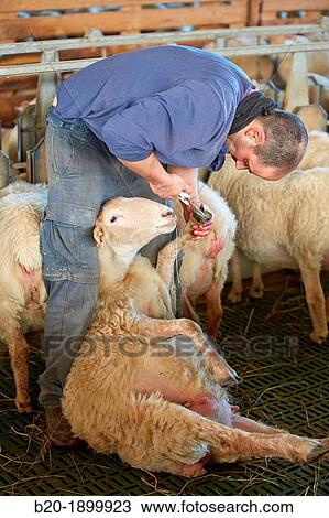 Farmer cutting the hooves of a sheep pregnant Sheep farm Latxa breed Gomiztegi Baserria, Arantzazu, Oati, Gipuzkoa, Basque Country, Spain. View Large Photo Image Stock Image - Farmer cutting the hooves of a sheep pregnant Sheep farm Latxa breed Gomiztegi Baserria, Arantzazu, Oati, Gipuzkoa, Basque Country, Spain.. Fotosearch