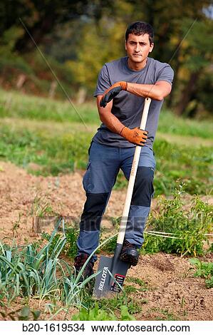 Farmer digging and turning the soil with a shovel, Agricultural and gardening hand tool, Usurbil, Gipuzkoa, Basque Country, Spain View Large Photo Image Picture - Farmer digging and turning the soil with a shovel, Agricultural and gardening hand tool, Usurbil, Gipuzkoa, Basque Country, Spain. Fotosearch