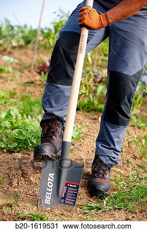 Farmer digging and turning the soil with a shovel, Agricultural and gardening hand tool, Usurbil, Gipuzkoa, Basque Country, Spain View Large Photo Image Stock Image - Farmer digging and turning the soil with a shovel, Agricultural and gardening hand tool, Usurbil, Gipuzkoa, Basque Country, Spain. Fotosearch