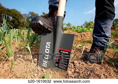Farmer digging and turning the soil with a shovel, Agricultural and gardening hand tool, Usurbil, Gipuzkoa, Basque Country, Spain View Large Photo Image Stock Image - Farmer digging and turning the soil with a shovel, Agricultural and gardening hand tool, Usurbil, Gipuzkoa, Basque Country, Spain. Fotosearch