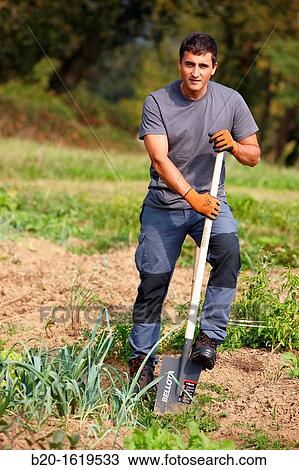 Farmer digging and turning the soil with a shovel, Agricultural and gardening hand tool, Usurbil, Gipuzkoa, Basque Country, Spain View Large Photo Image Stock Image - Farmer digging and turning the soil with a shovel, Agricultural and gardening hand tool, Usurbil, Gipuzkoa, Basque Country, Spain. Fotosearch