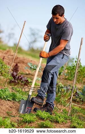Farmer digging and turning the soil with a shovel, Agricultural and gardening hand tool, Usurbil, Gipuzkoa, Basque Country, Spain View Large Photo Image Stock Photo - Farmer digging and turning the soil with a shovel, Agricultural and gardening hand tool, Usurbil, Gipuzkoa, Basque Country, Spain. Fotosearch